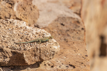 close up of a lizard