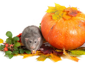 Cute rat dumbo on a white isolated background. Branches of mountain ash, rose hips, pumpkin and colorful autumn leaves