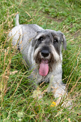 Schnauzer dog lying on green grass, looking at the camera.