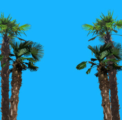 tropical tree, palms isolated on blue background, place for text