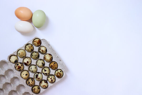 queil egg on a white background