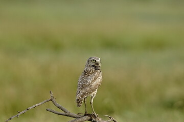 horned owl