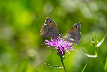 Two Meadow brown (maniola jurtina) butterfly sitting on a pink flower in Zurich, Switzerland