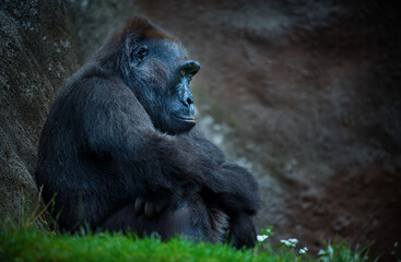 Gorilla happily sitting on the grass and thinking