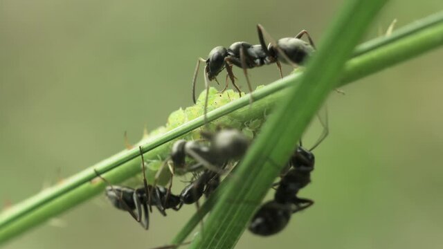 Macro of black ants on a green stem of a plant guarding aphids and collecting honeydew secreted by them.