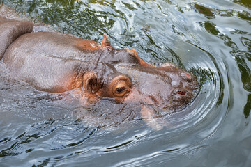 Fototapeta premium Hippopotamus in the water
