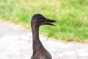 A portrait of a brown duck standing upright with its mouth open. The bird was quacking.