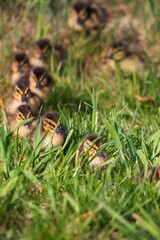 A portrait of a row of little ducklings walking behind each other in a row. The baby duck chicks are walking around in some grass.