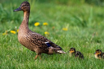 A portrait of a mother or father duck walking around with her small baby ducklings or chicks. The offspring is walking behind the parent in a row.