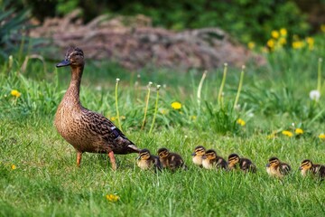 A portrait of a mother or father duck walking around with her small baby ducklings or chicks. The offspring is walking behind the parent in a row.