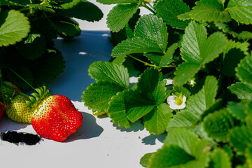 strawberry plantation on the farm