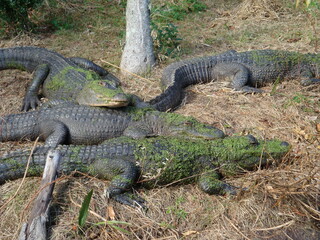Sleeping Alligators