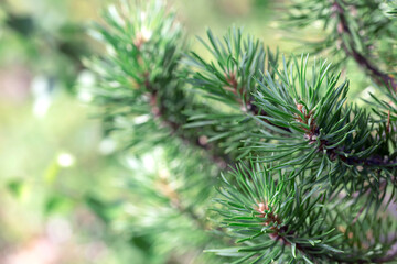 Fototapeta na wymiar Closeup of green pine needles with a shallow depth of field