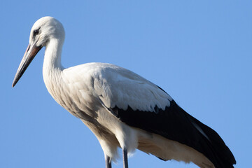 Storch