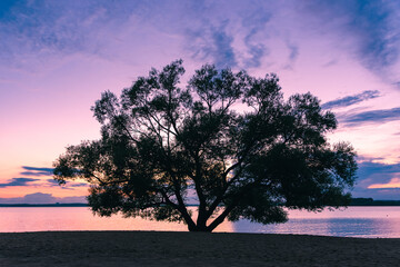 The silhouette lonely tree at the incredible sunset in Belarus