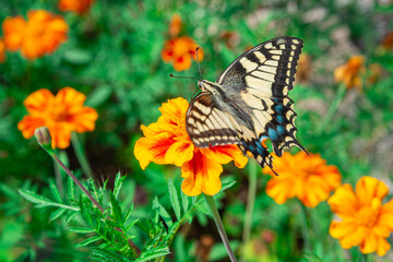 Butterfly Papilio glaucus, the eastern tiger swallowtail on flowers.