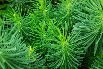 A close up of a green plant