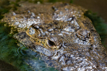 nahaufnahme von krokodil das aus dem wasser schaut