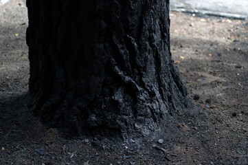 Spalony pień drzewa - obrazy, fototapety, plakaty