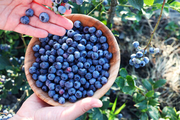Blueberries picking. Female hand gathering blueberries. Harvesting concept.