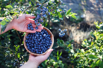 Blueberries picking. Female hand gathering blueberries. Harvesting concept.