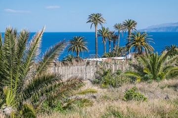 Fototapeta na wymiar Paisaje con palmeras en la costa norte de Tenerife