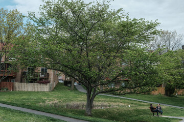 Tree with people talking in the park