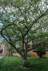 Fototapeta premium trees in the park