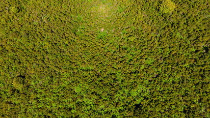 Drop down view of lush fern glade.