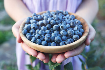 Blueberries picking. Female hand gathering blueberries. Harvesting concept.