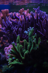 Coral reef