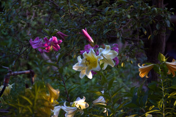 Kolorowe lilie w ogrodzie - obrazy, fototapety, plakaty