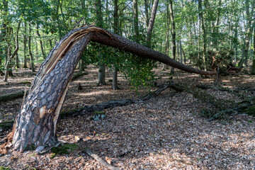 Umgestürzter Baum nach einem Gewittersturm