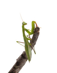  Juvenile praying mantis (Mantis religiosa)