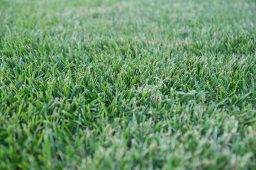 Lawn with mown green grass