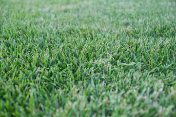 Lawn with mown green grass