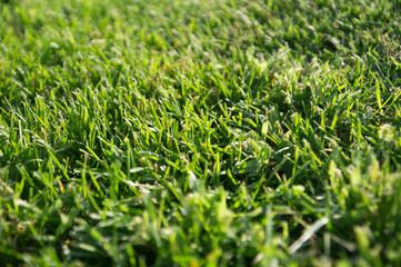 Close-up of a mowed green lawn