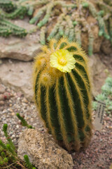 The cactuses with Yellow flowers