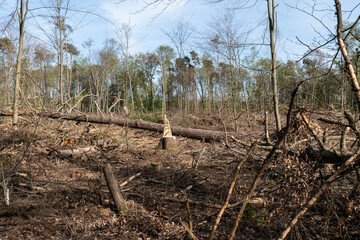 Sturmschäden und Trockenschäden im Wald