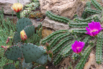 The cactuses with pink flowers