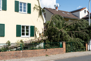 Gefällte Fichte nach Unwetter beschädigt Haus - 450578587
