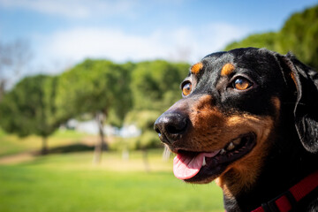 Teckel adulto en un parque con actitud alegre 