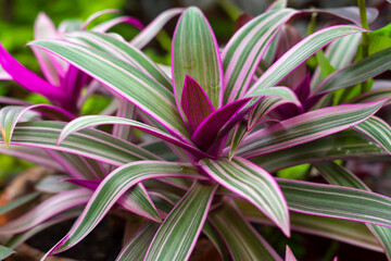 The leaves of the tradescantia houseplant