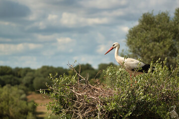 Stork standing on its nest made on top of a tree in the middle of nature. Scientific name ciconia ciconia.