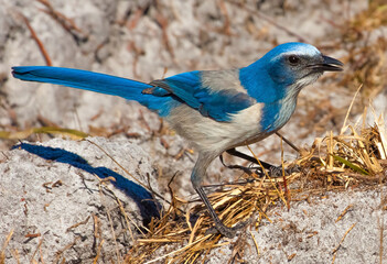 Florida Scrub Jay on the ground