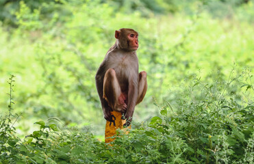 Cute monkey sitting on a small yellow wooden stick in the middle of a green park © Ak25 Photography/Wirestock