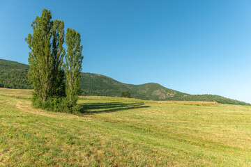 Poplars in a natural landscape of Dr&ocirc;me Proven&ccedil;ale.