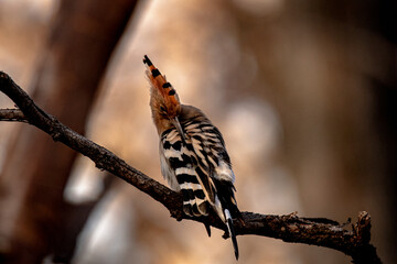 Hoopoe perched and preening in a tree.