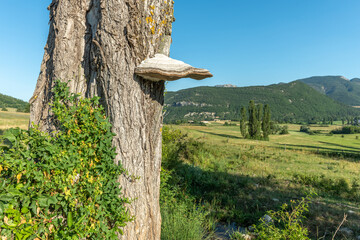 Mushroom on the trunk of a poplar tree in a natural landscape of Drôme Provençale.