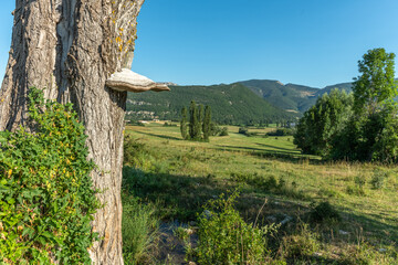 Fototapeta na wymiar Mushroom on the trunk of a poplar tree in a natural landscape of Drôme Provençale.